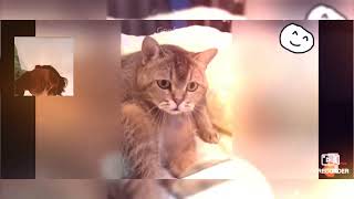 Not To Luaf Challenge