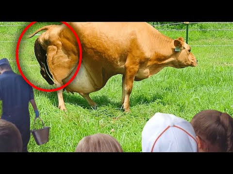 ولادة من أصعب ما يمكن هكذا تلد هذه الحيوانات 