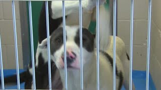 Lubbock Animal Services has nearly 700 animals up for adoption