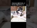 ハスキー犬を自分の親だと思って甘える子猫が可愛すぎる#shorts