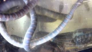 Banded Sea Kraits At The Fish Market