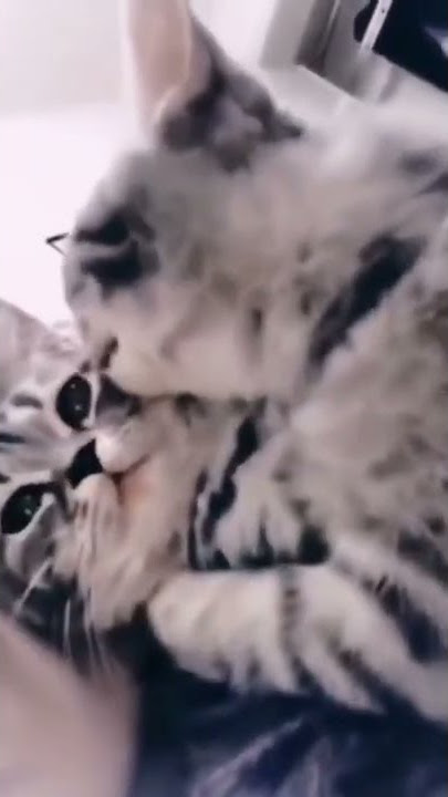 ياربي على قله ادب القطط 😹😹😹😹🐈♥