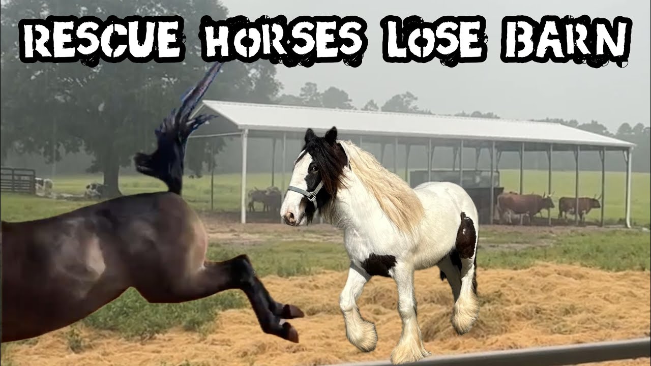 Taking the Rescue Horse Barn Away