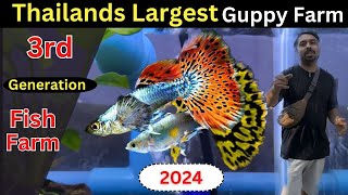 Guppy Fish Farm in Thailand ( Advance Technique 2024)