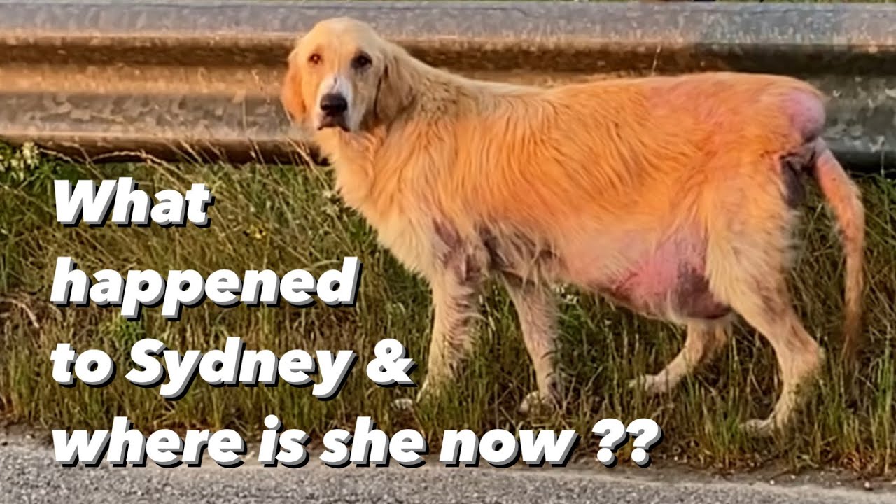 The Golden Retriever found on the side of the road. Where is she now? Full  story edition. - YouTube