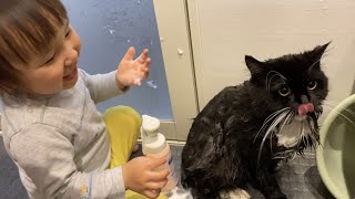 オリーブオイル漬けになった身体を洗ってもらう猫 ラガマフィンA cat taking a shower. Ragamuffin.