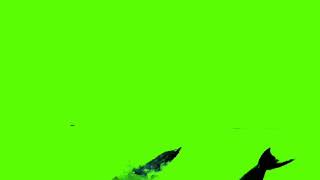 dolphin jumping green screen