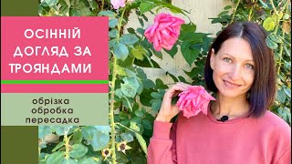 Як доглядати за трояндами восени та підготувати їх до зими🌹обрізка, живлення, обробка