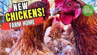 Bringing Home New Chickens! 🐔 | Free Range Farm Life