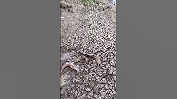 Đi tát Nước tại đập bắt được Cá Trê Siêu To #trainghiem