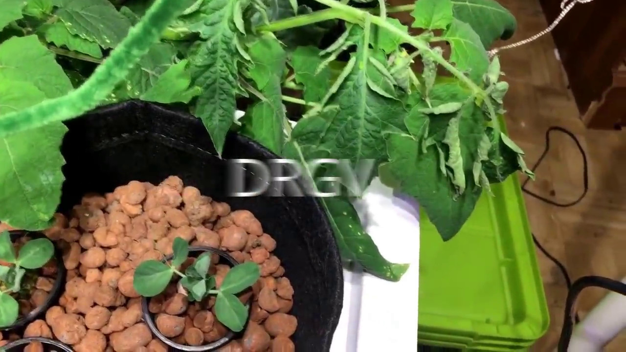 DRGV May 2-6 No-Spill Revolution;It's Alive