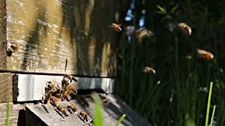 Bees Farming - Bees Buzzing Video - Bees Buzzing Sound