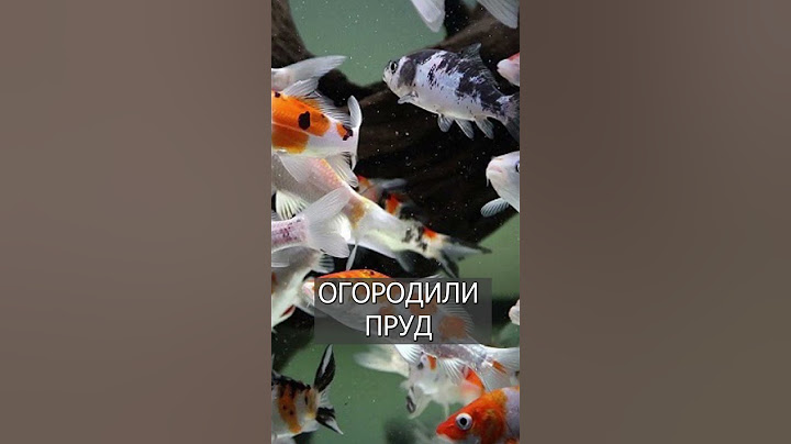 Выдра съела 50 СУПЕРДОРОГИХ карпов