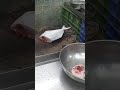 Fresh Big Pomfret 1.5 kg | Raju fish mart Pimpri | #seafood #pomfret #fishshop #fishcutting