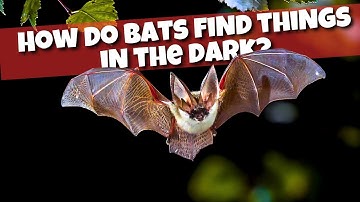 How Do Bats Find Things in the Dark