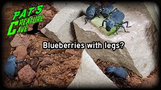 Blue Death feigning Beetle, Desert Ironclad beetle, Asbolus verrucosus setup and care