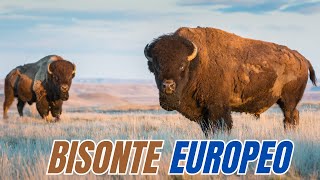 EUROPEAN BISON The Largest Land Animal in Europe