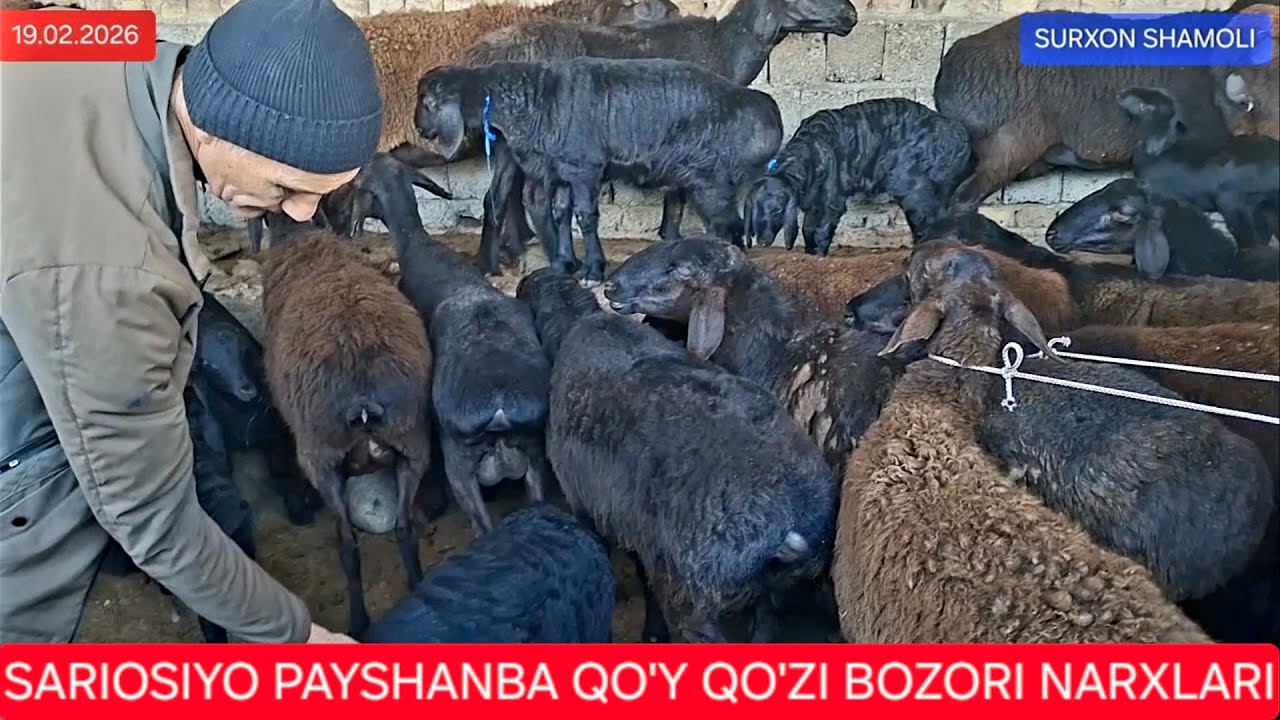 19.02.2026 SARIOSIYO PAYSHANBA QO'Y BOZORIDAN NARXLAR