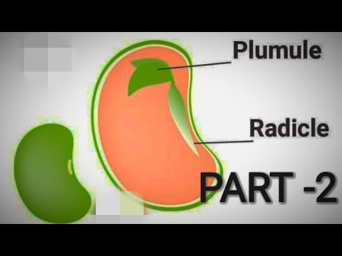 Vídeo: Diferencia Entre Radicle Y Plumule