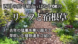 【植えっぱなしで作る西日の庭】去年の猛暑を乗り越えて芽吹いた40種