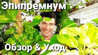 Эпипремнум /Сциндапсус /Потос. Обзор и Уход за ними .