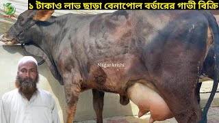 আবারো কেনাদামে গাভী বিক্রি করলেন আকবর ভাই ! সীমিত দামে বাচ্চা সহ দুধের গাভী Krishi tv