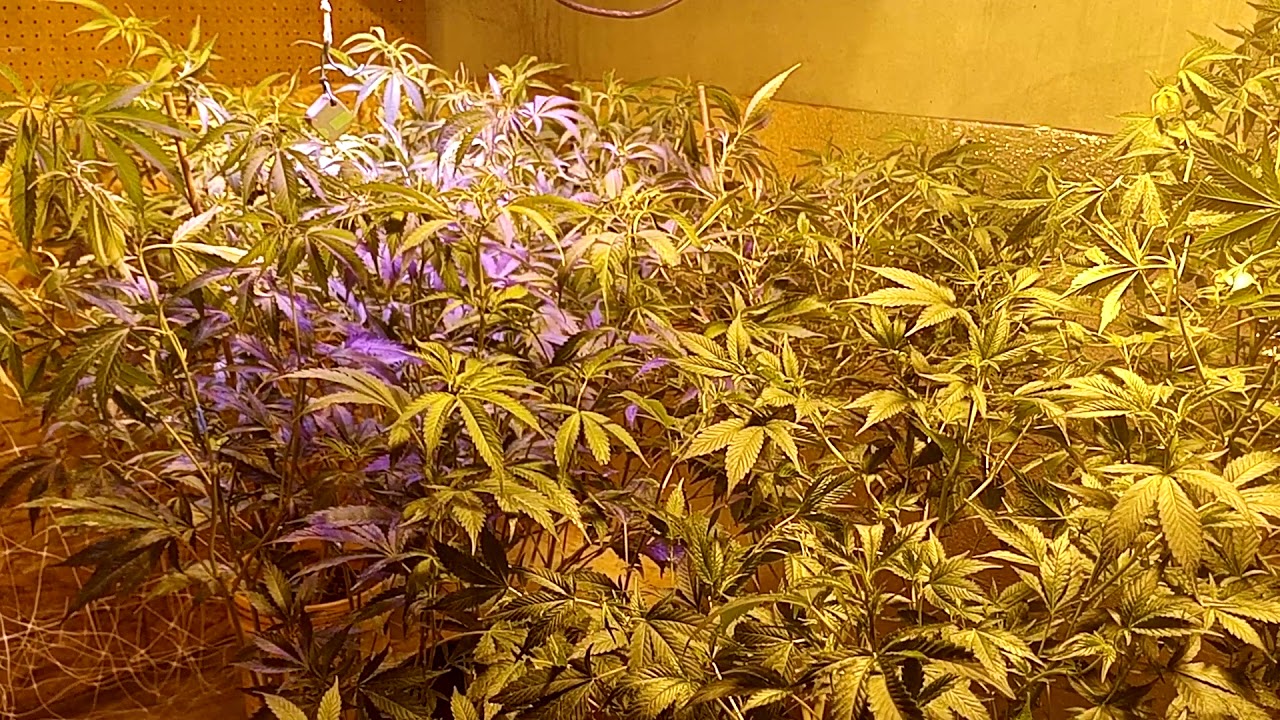 Part 1 A look at the garden day 1 of flower - YouTube