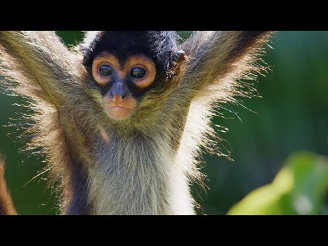Video: Hoe groot is 'n witwang-spinnekop-aap?