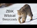 Żbik - duch Bieszczadów. Wildcat. Z życia fotografów przyrody