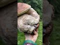 Funghi porcini boletus edulis mushroom  giants from the carpathian mountains