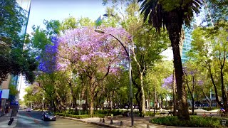 LA HERMOSA CIUDAD DE MÉXICO 🇲🇽 [4K]