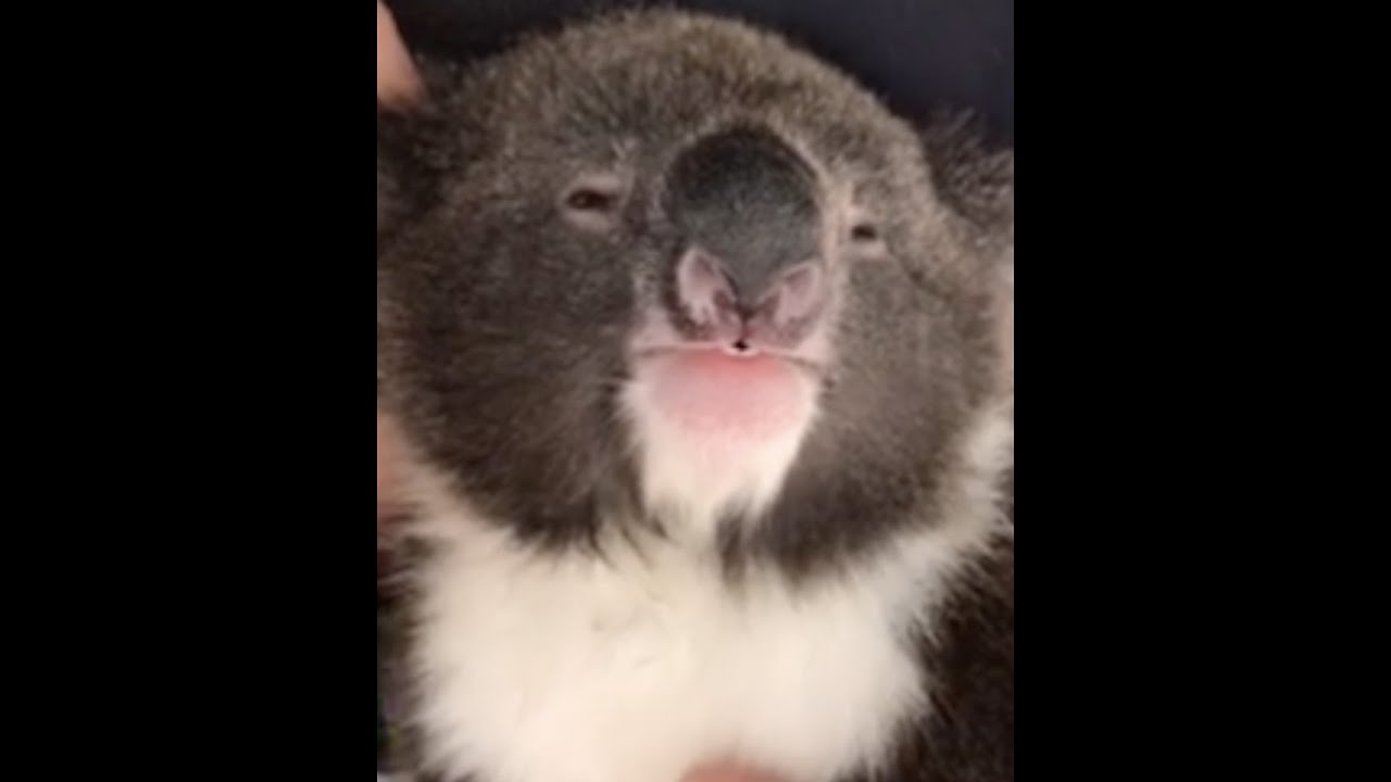 Sleeping koalas getting cuddles from their carers