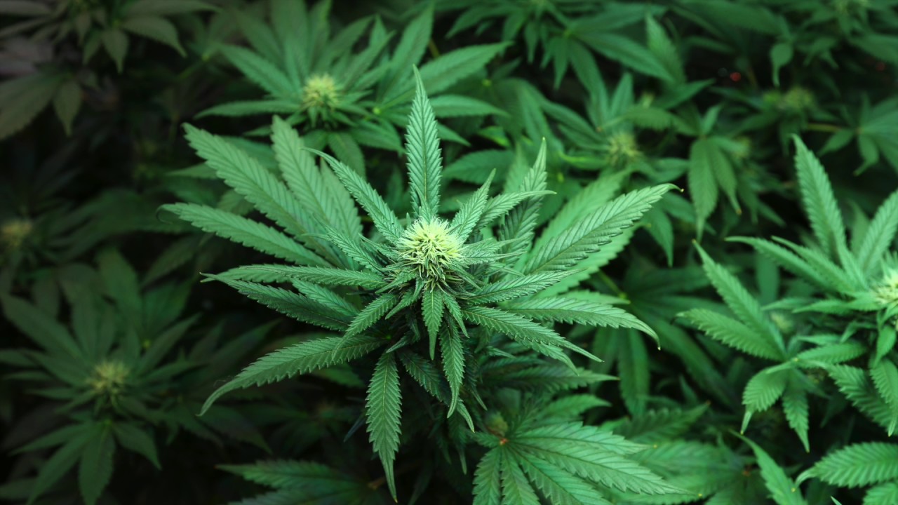 Caz feat. Rin -  Bog me Cuva