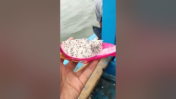 jig mực và cá cam Ninh thuận