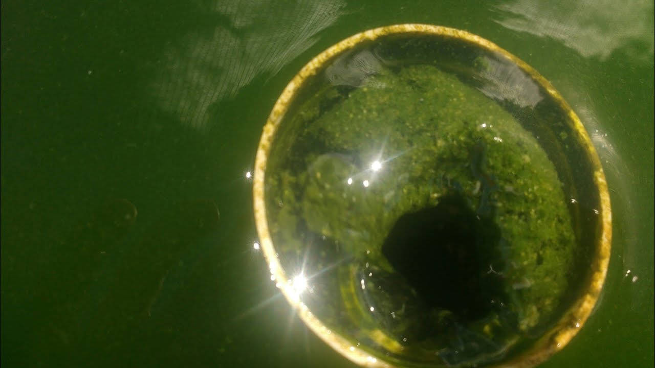 Como limpar fundo do tanque de peixe nova técnica sem bomba