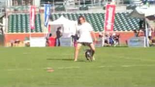 Frenzy at Skyhoundz Worlds 08!