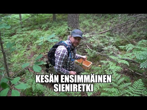 Video: Kuinka Kerätä Kantarellisieniä