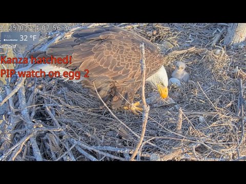 Kansas Eagles 3-24-25.