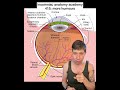 Insomniac anatomy academy 425: aqueous humour #science #stem #sciencefacts #anatomy #eye