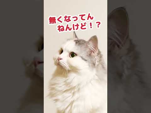 カリカリを没収されてひもじい猫 #Shorts