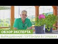 Выращивание гортензии в горшках