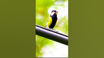 Thumbnail of Secrets of Green-Backed Tit Songs: High-Pitched Calls & Melodic Messages