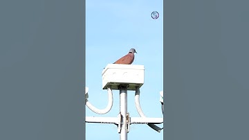 BirdRecorder at Wind Turbines