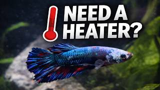 Do Betta Fish Need a Heater? Watts Per Gallon Guide