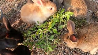 Which Did the Rabbits Choose? Pellets vs Forage