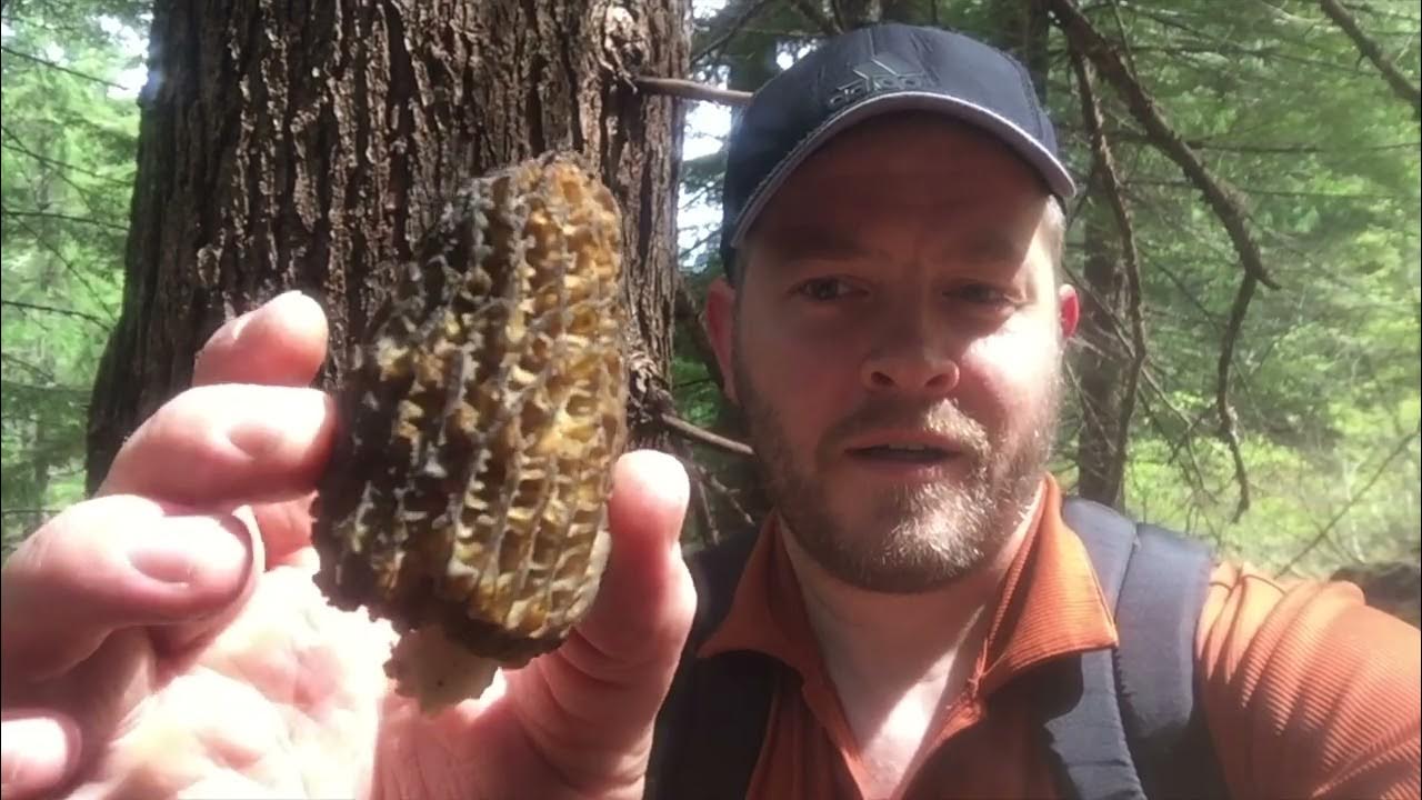 MORELS of Western Washington, hunt, pick, and cook Finding burn