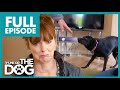 Nervous dog is terrified of her own owners  full episode  its me or the dog
