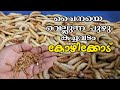 Firozkhan who lives by selling worms  Worm trade in Kozhikode Meal Worms