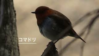 初夏に見られる野鳥の囀り10種！！