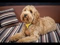 Maisie - Cockapoo - 2 Weeks Residential Dog Training Maisie - Cockapoo - 2 Weeks Residential Dog Training